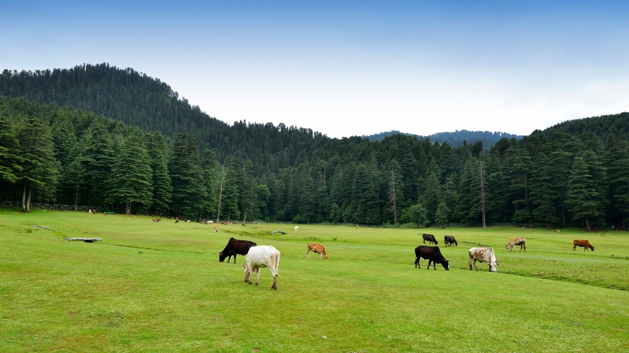 1. Khajjiar, Himachal Pradesh – India’s Own Little Switzerland Perched between Dalhousie and Chamba, Khajjiar feels like a painting come to life. A saucer-shaped meadow flanked by cedar forests, it mirrors the iconic Swiss countryside. On a clear day, you can see the snow-capped Kailash peaks standing tall in the distance. Why it wows: Verdant meadows, mirror-still lakes, and Himalayan horizons. Best for: A relaxed mountain retreat with horse rides, picnics, and fresh pine air. (Image: Canva)