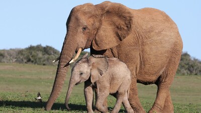 Top 10 most trafficked animals in the World