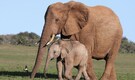 Top 10 most trafficked animals in the World Top 10 most trafficked animals in the World