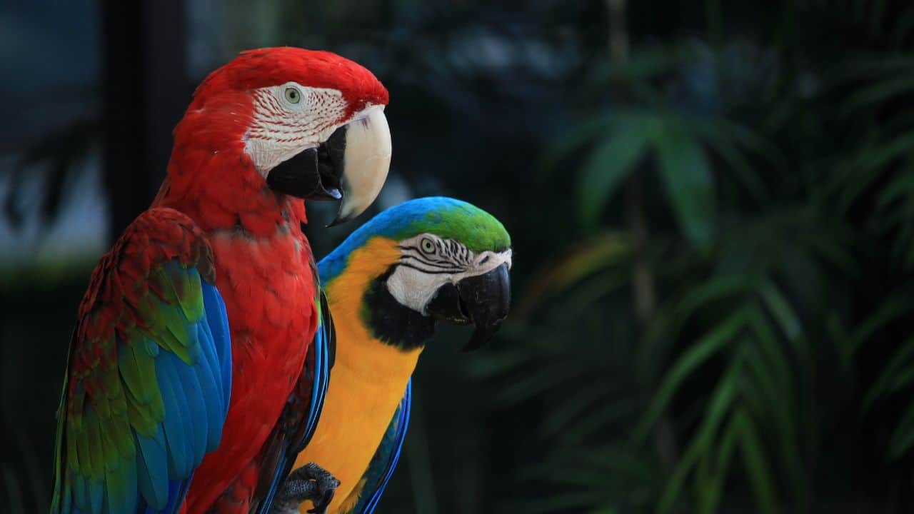 Macaws and Parrots: Colourful parrots and macaws are caught and sold as pets. Illegal trade in birds endangers numerous wild species. They are subjected to suffering during smuggling, usually in crowded conditions without food or air, resulting in high mortality prior to sale. (Image: Canva)