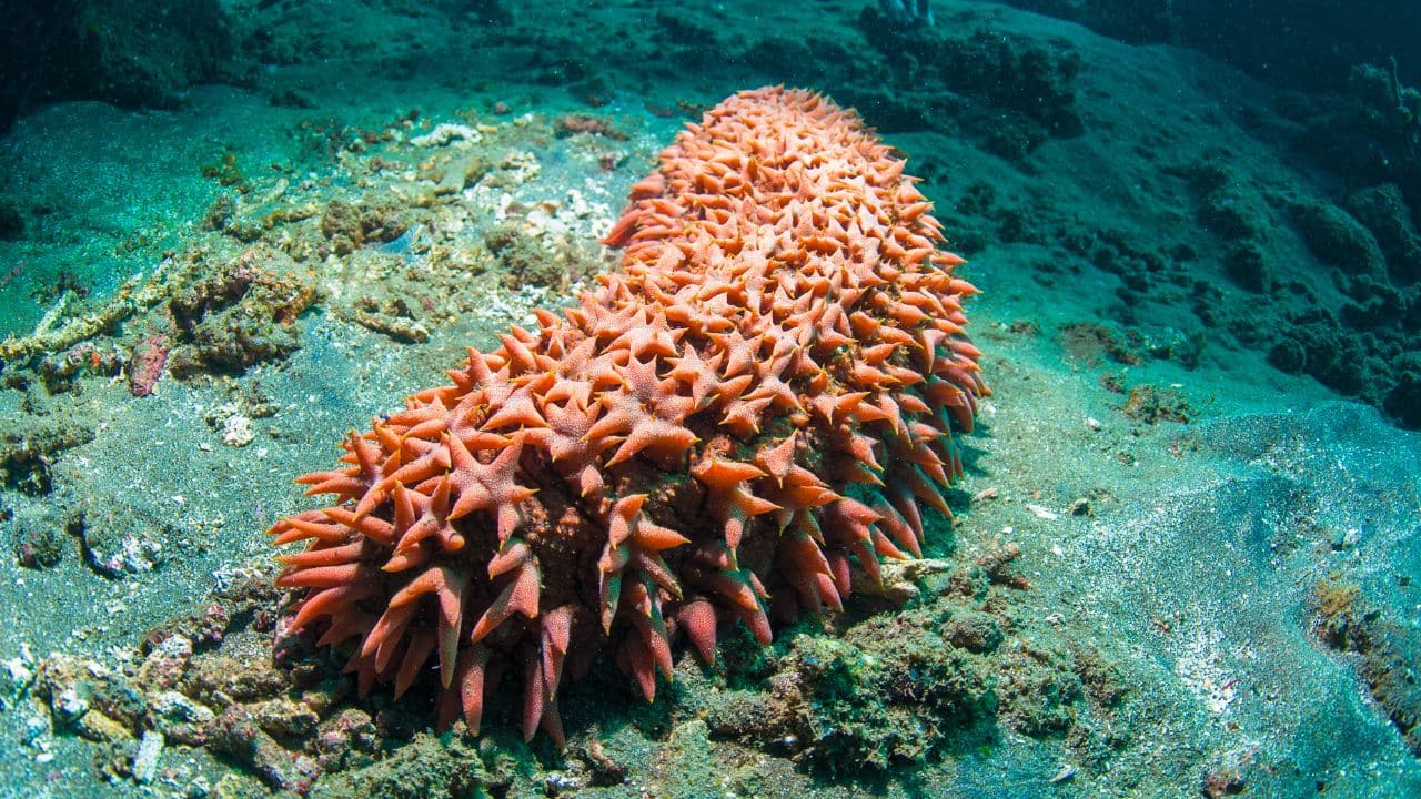 Sea Cucumbers: Sea cucumbers may seem harmless, but they’re highly trafficked. Used in Asian cuisine and medicine, they’re overharvested from oceans. This threatens marine ecosystems, as they help clean the ocean floor naturally. (Image: Canva)