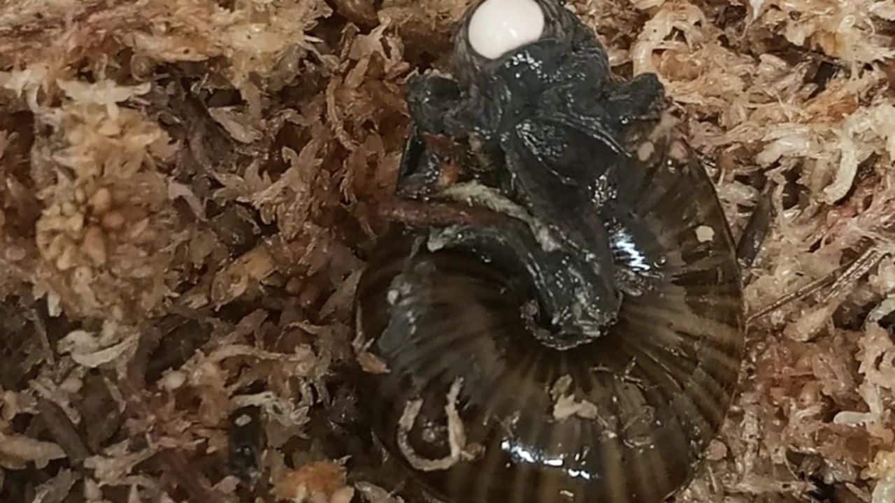 Rare New Zealand snail captured laying egg from its neck for the first time