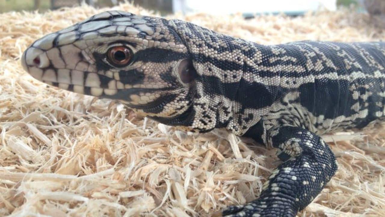 Fossil of an ancient tegu lizard discovered in Florida with the help of AI