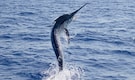 Black Marlin: Meet the Fastest Fish in the Ocean Black Marlin: Meet the Fastest Fish in the Ocean