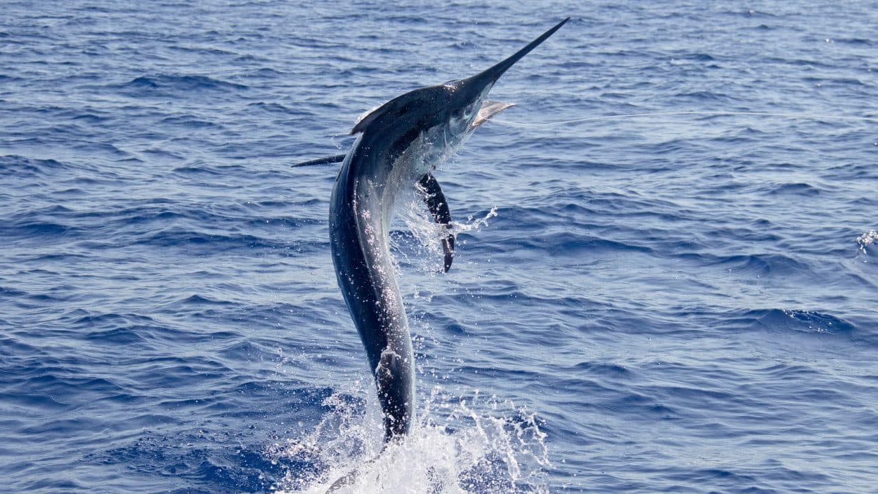 Black Marlin: The black marlin is not just powerful—it’s lightning fast. Known for its incredible speed and strength, this ocean predator is a true marvel of the sea. Let’s explore what makes the black marlin so special and swift. (Image: Canva) Black Marlin: The black marlin is not just powerful—it’s lightning fast. Known for its incredible speed and strength, this ocean predator is a true marvel of the sea. Let’s explore what makes the black marlin so special and swift. (Image: Canva)