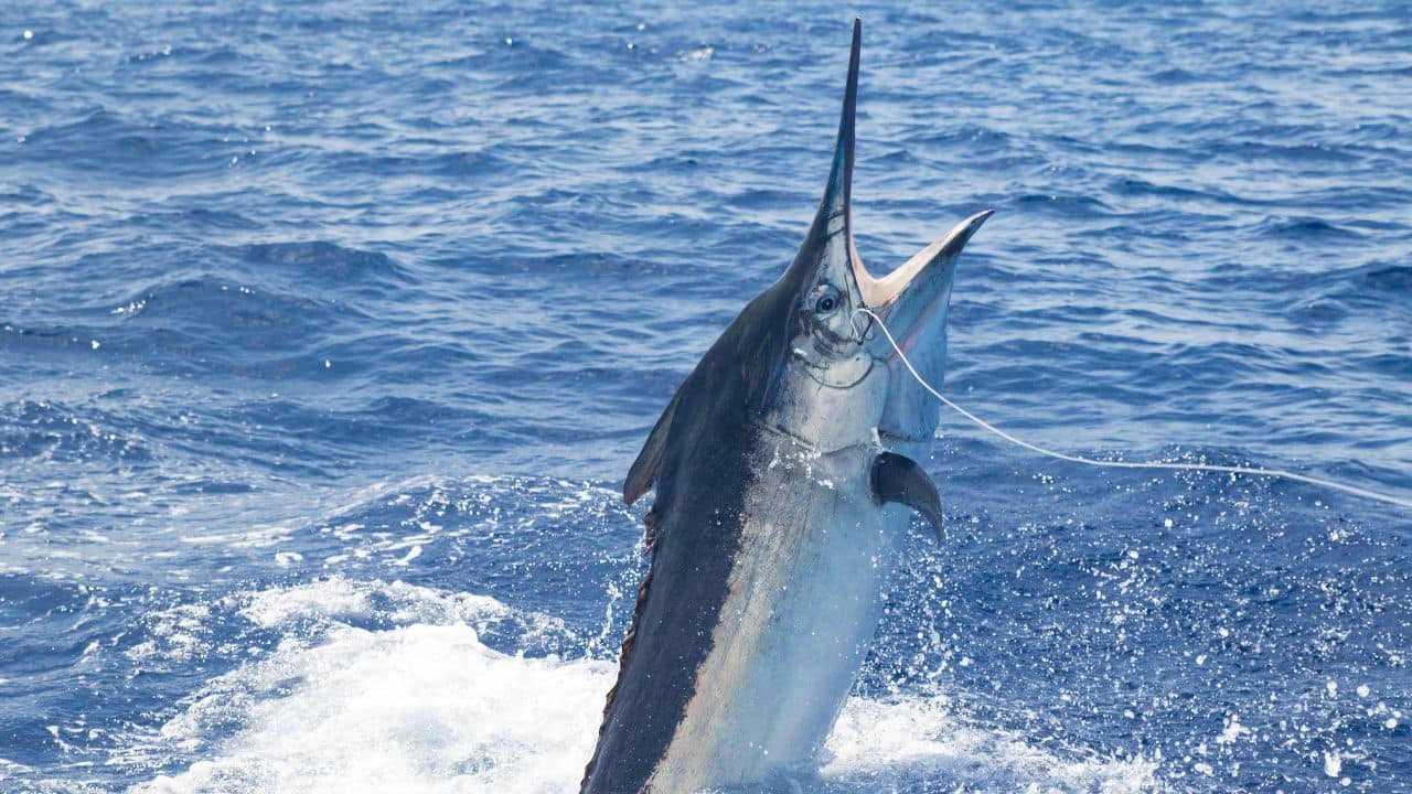 The Speed Champion of the Sea: Black marlins are thought to be the fastest fish in the sea, reaching speeds of up to 80 km/h. Their speed allows them to catch prey and defend themselves from predators. They cut through water like arrows, propelled by powerful muscles. (Image: Canva)