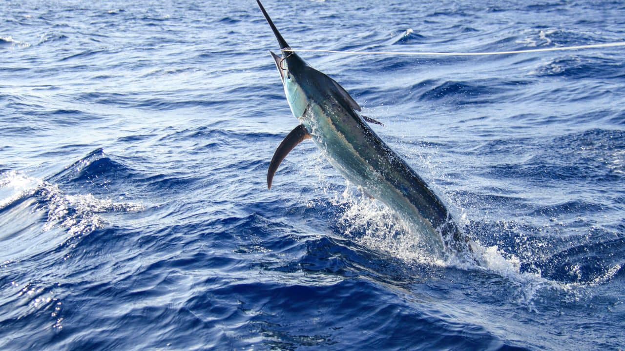 Found in Warm Waters: Black marlins inhabit the Pacific and Indian Oceans' tropical and subtropical waters. They like warmer seas and are frequently seen off Australia, Southeast Asia, and East Africa. These fish swim extensively in open water. (Image: Canva)