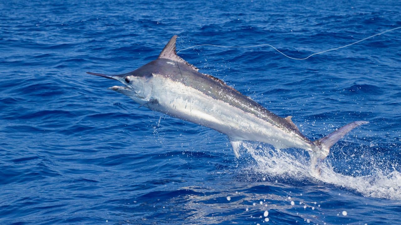 Found in Warm Waters: Black marlins live in the tropical and subtropical waters of the Pacific and Indian Oceans. They prefer warmer seas and are often spotted near Australia, Southeast Asia, and East Africa. These fish roam widely in open waters. (Image: Canva)