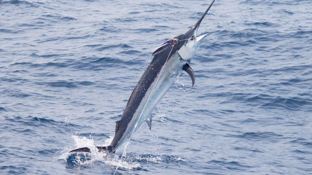 Size and Strength: They can reach more than 4 metres in length and over 750 kg in weight. With their enormous size and unparalleled speed, they are among the strongest sea fighters, particularly when caught by sport fishers. (Image: Canva)