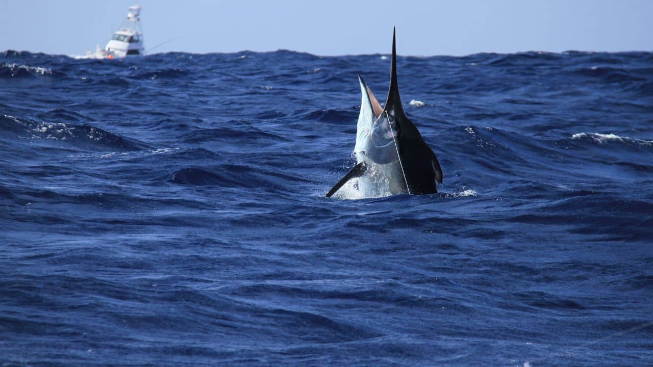 A True Ocean Icon: The black marlin is not only the fastest fish—it's an icon of power, beauty, and freedom. Seeing one jump out of the water is a moment that will never be forgotten. They remind us of the untamed beauty of the sea. (Image: Canva)
