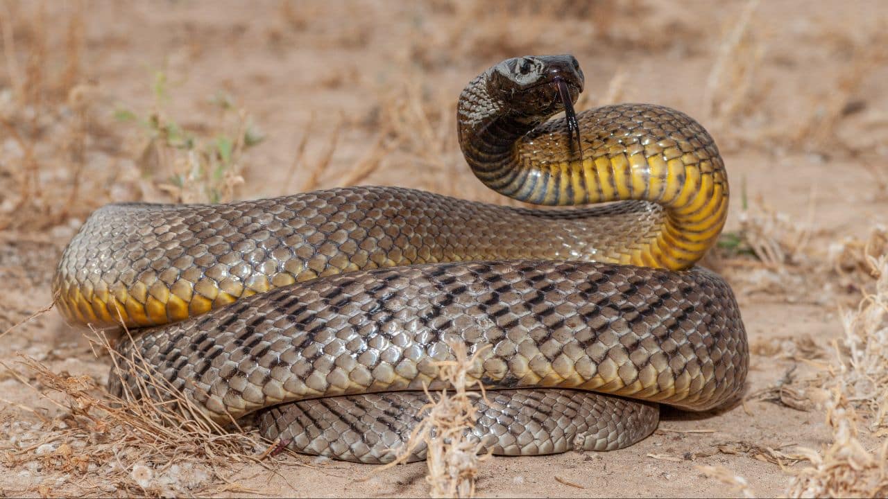 Meet the Most Venomous Snake in the World