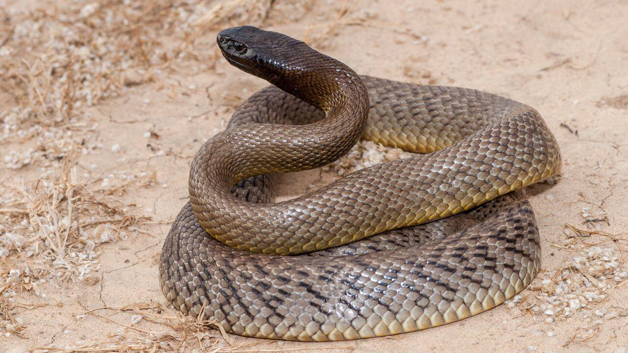 Where It Resides: A shy snake inhabiting isolated, dry areas of mid-Australia, where it keeps its distance from people. (Image: Canva)