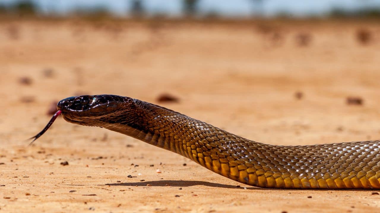 Venom Power: Its venom is 50 times more toxic than that of a cobra and can kill 100 individuals with a single bite. (Image: Canva)