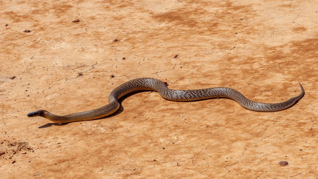 Is It Aggressive? Even though it is powerful, the Inland Taipan is timid, tries to avoid combat, and doesn't bite people often. (Image: Canva)