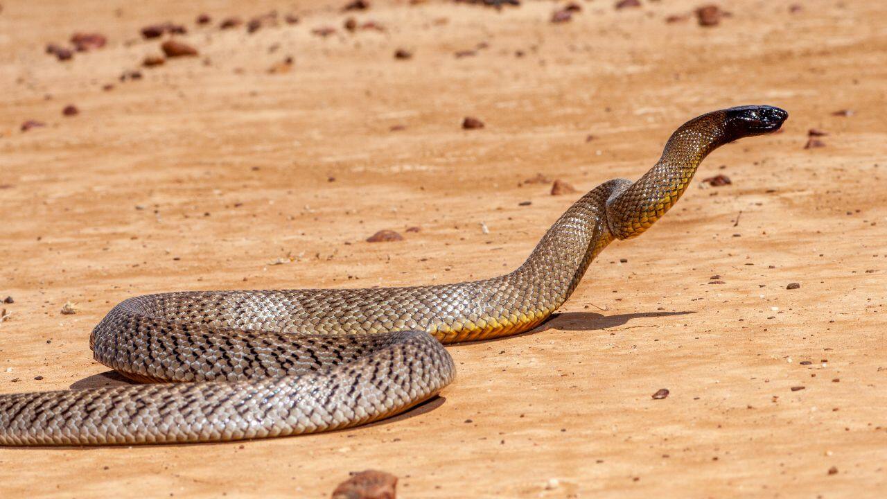 Symptoms of a Bite: Paralysis, internal hemorrhaging, and organ failure occur in under an hour without treatment if bitten. (Image: Canva)