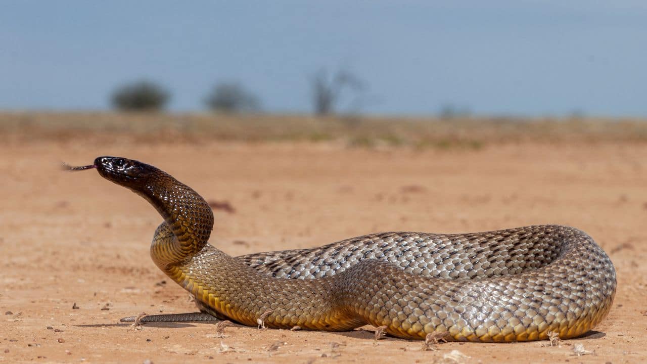 Lives Saved by Antivenom: Due to good antivenom and the snake's reclusive behavior, fatalities are very uncommon. (Image: Canva)