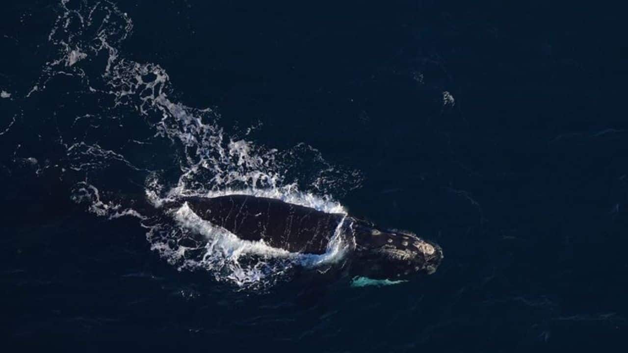 NASA satellites track ocean plankton to protect endangered right whales