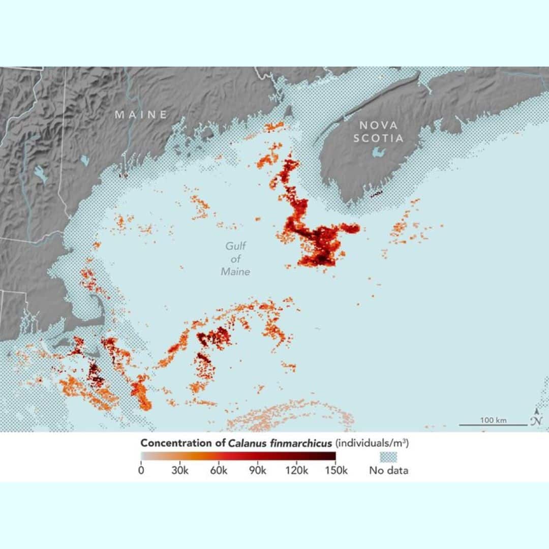 NASA satellite imagery from June 2009 was used to test a new method for detecting the copepod Calanus finmarchicus in the Gulf of Maine and estimating their numbers from space. (Image: NASA)