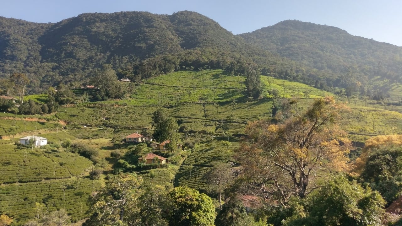 Rolling tea gardens, tribal charm, and timeless stillness — discover the soulful rhythm of Kinnakorai. (Image: Canva)