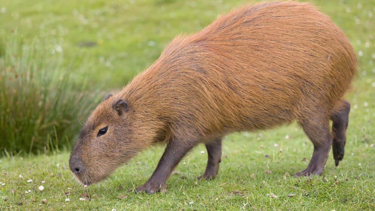 Meet the Capybara: Capybaras are the largest rodents on Earth. Friendly, social, and surprisingly chill, they’ve won hearts all over the world. (Image: Canva)