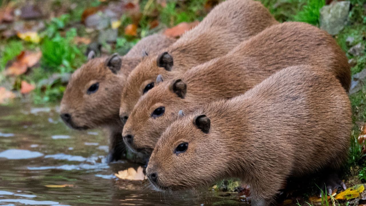 Giant but Gentle: Capybaras weigh as much as 70 kg. Yet, they are quiet and gentle, preferring to rest in big groups. (Image: Canva)