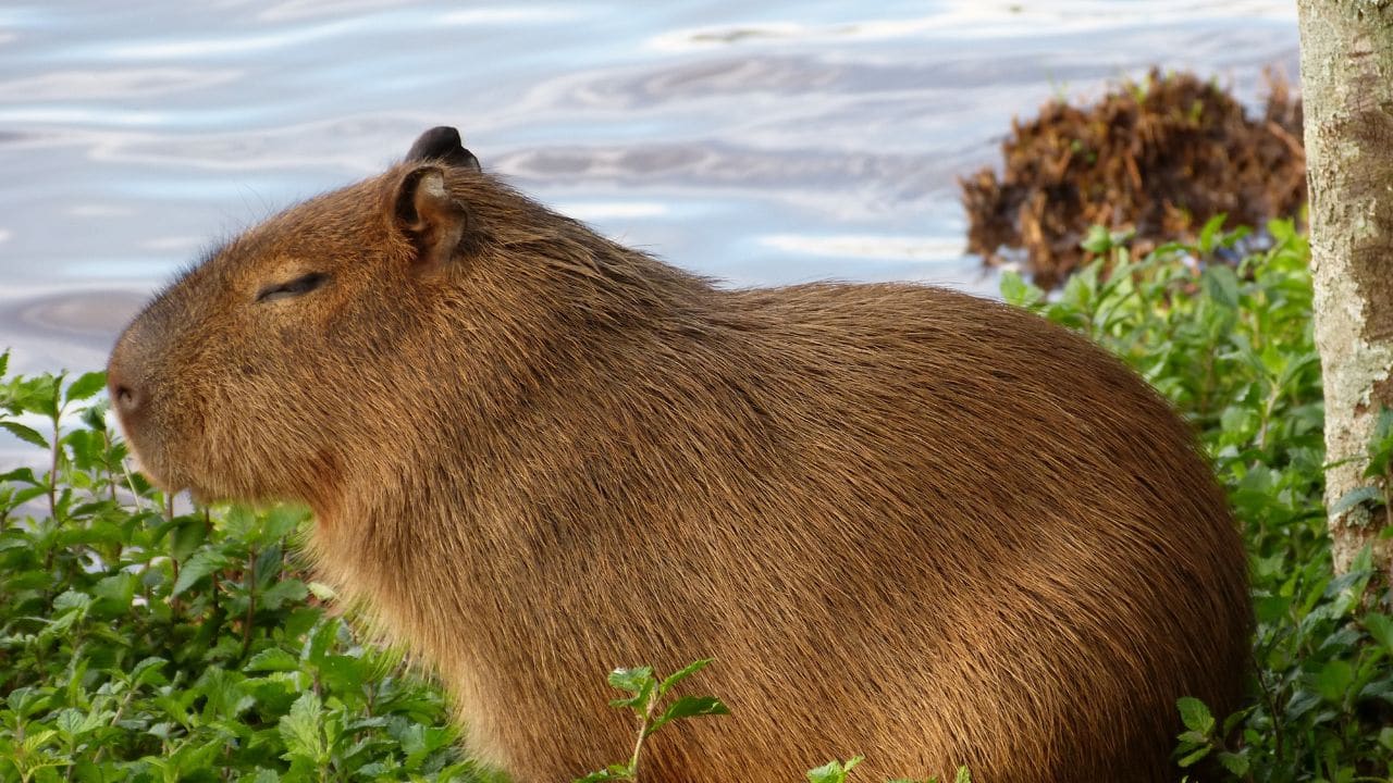 Social Creatures: Capybaras rest in groups of 10–20 individuals. They use whistles, purrs, and barks to communicate to remain connected. (Image: Canva)
