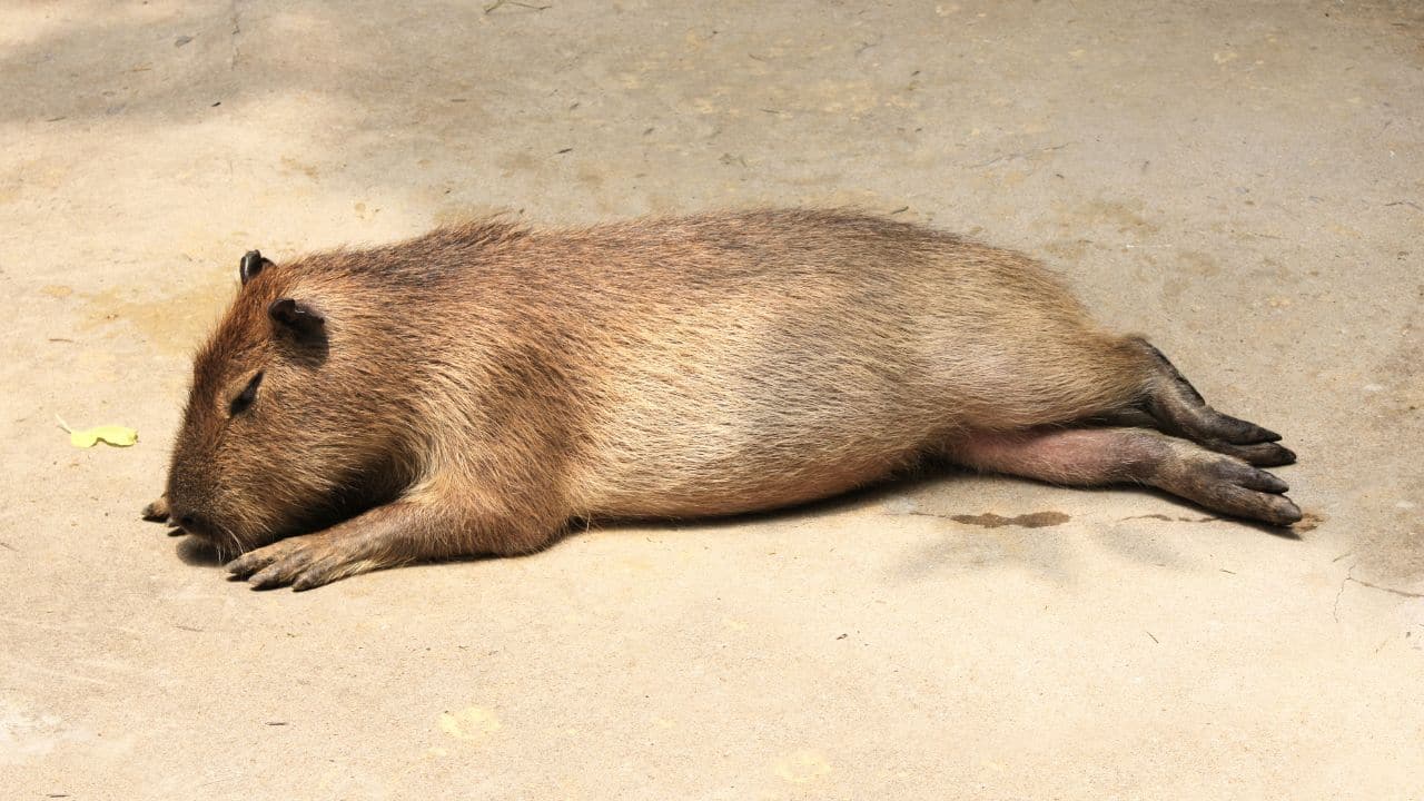 Herbivorous Diet: Capybaras feed on grasses, aquatic plants, and fruits. Their diet helps keep their ever-growing teeth trimmed. (Image: Canva)