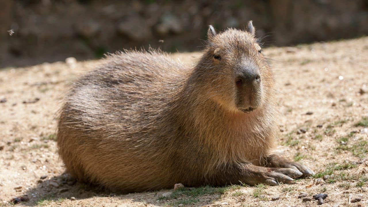 Favourite Among Animals: Capybaras are known for being peaceful around other animals. You’ll often spot them chilling with birds, monkeys, and even crocodiles. (Image: Canva)