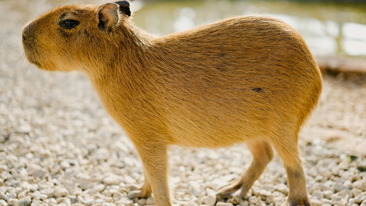 Clean and Organised: Capybaras clean each other on a regular basis. They also choose particular locations for bathing, eating, and going to the bathroom. (Image: Canva)