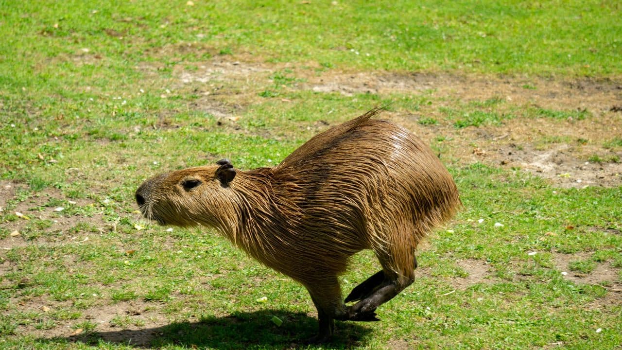 Unusual Family Life: Moms suckle other females' pups, and infants remain close to adults. They establish tight family ties and look out for each other. (Image: Canva)