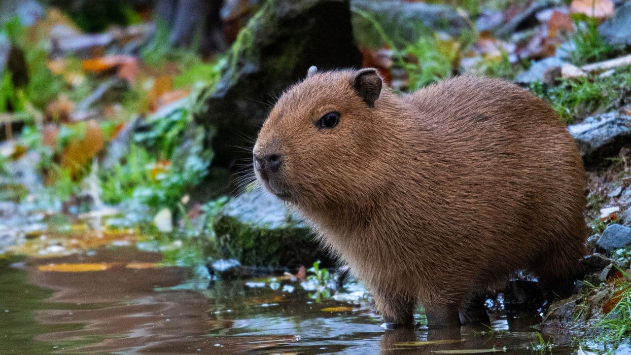 Internet's Favourite Rodent: Due to their gentle disposition and comical facial expressions, capybaras are adored celebrities on social media sites all over the world. (Image: Canva)