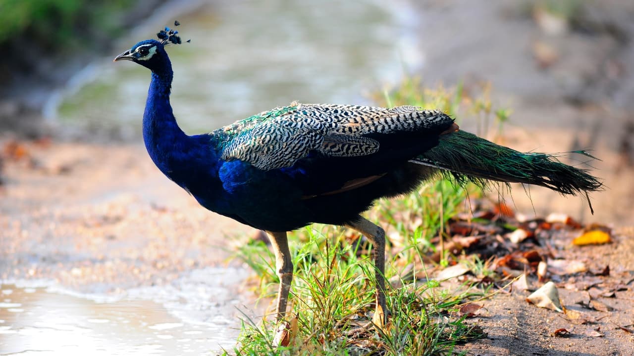 Spot over 270 colorful bird species in their natural habitat. (Image: Canva)