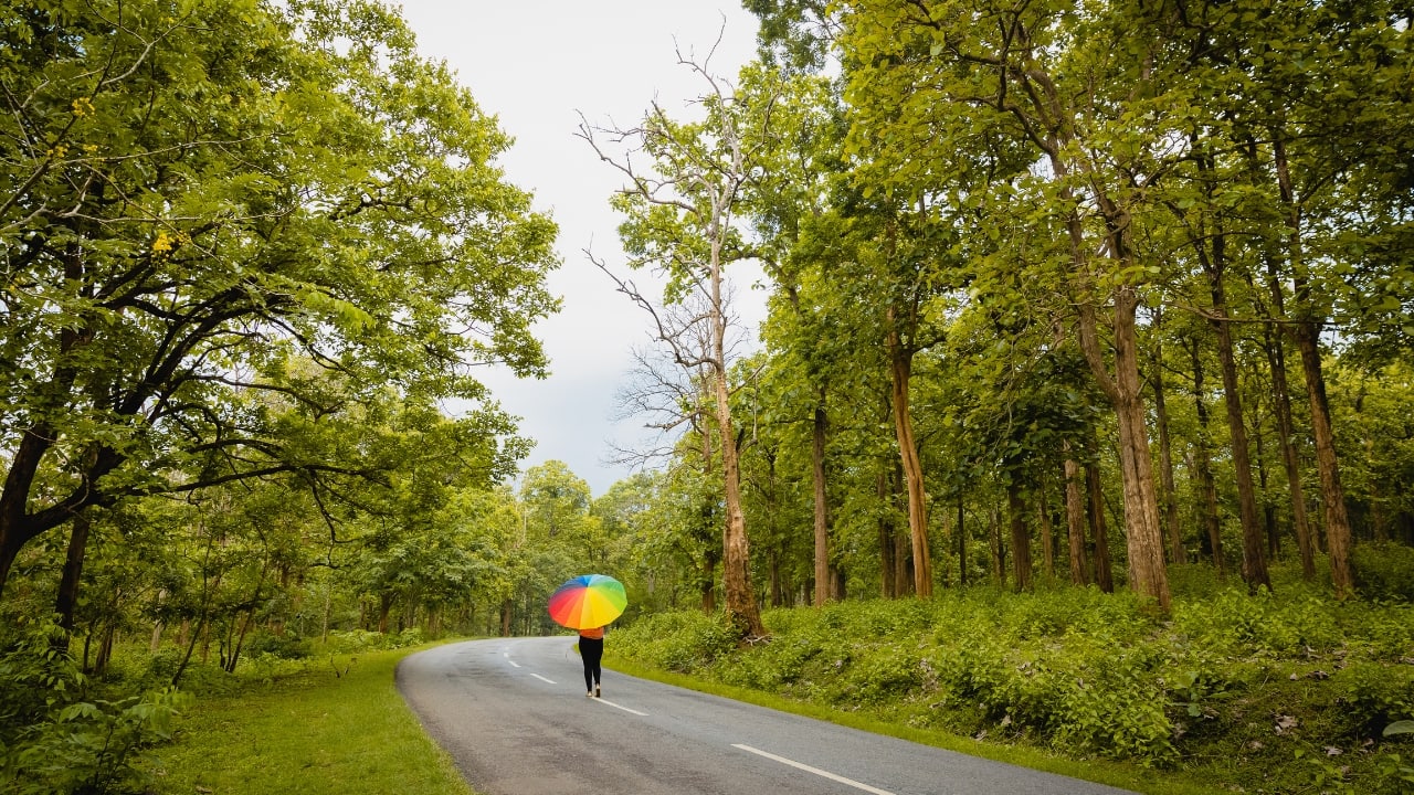 Lush, dense, and alive — Nagarhole’s forests form the perfect backdrop for incredible wildlife encounters. (Image: Canva)