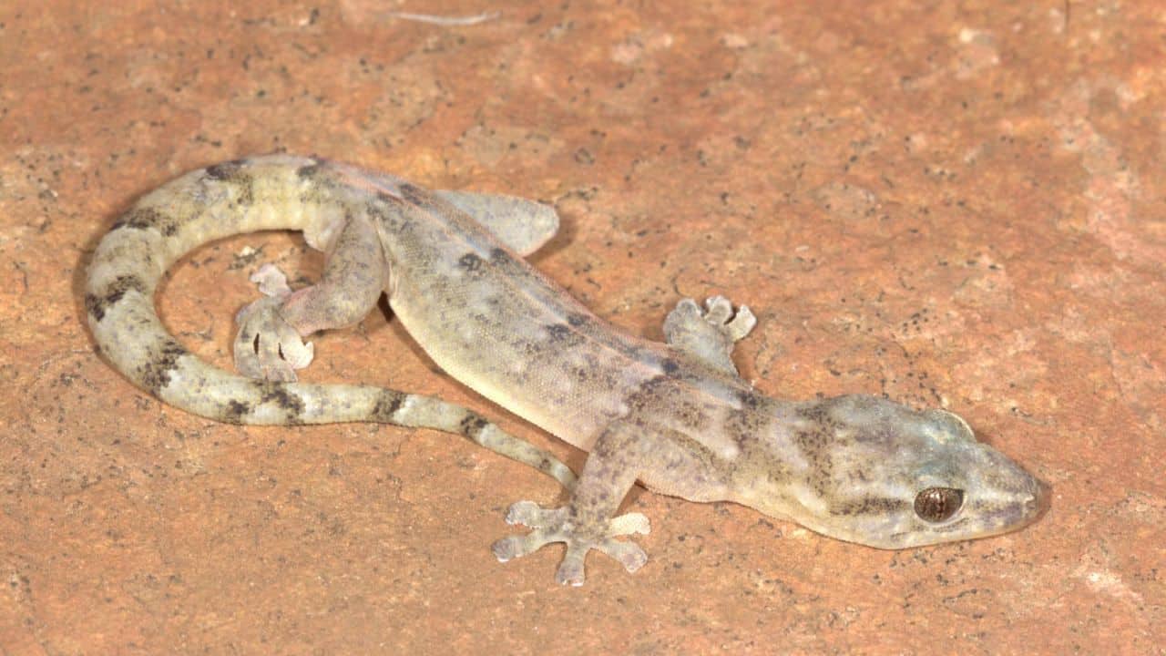 Lost flat-bodied Gecko spotted after 30 years in South African Canyon