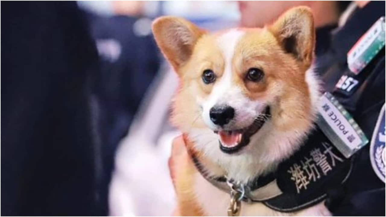 Short legs, big job: China’s police corgi, Fu Zai, wins hearts and ...