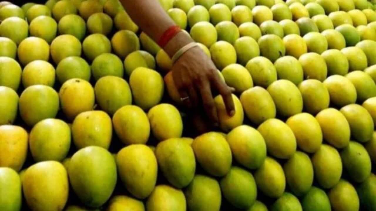How May’s unusually cool weather 'ruined' mangoes in UP, Maharashtra: 'None can be exported now'