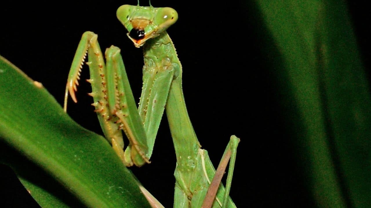 10 Fascinating Animals That Eat Their Mates After Mating