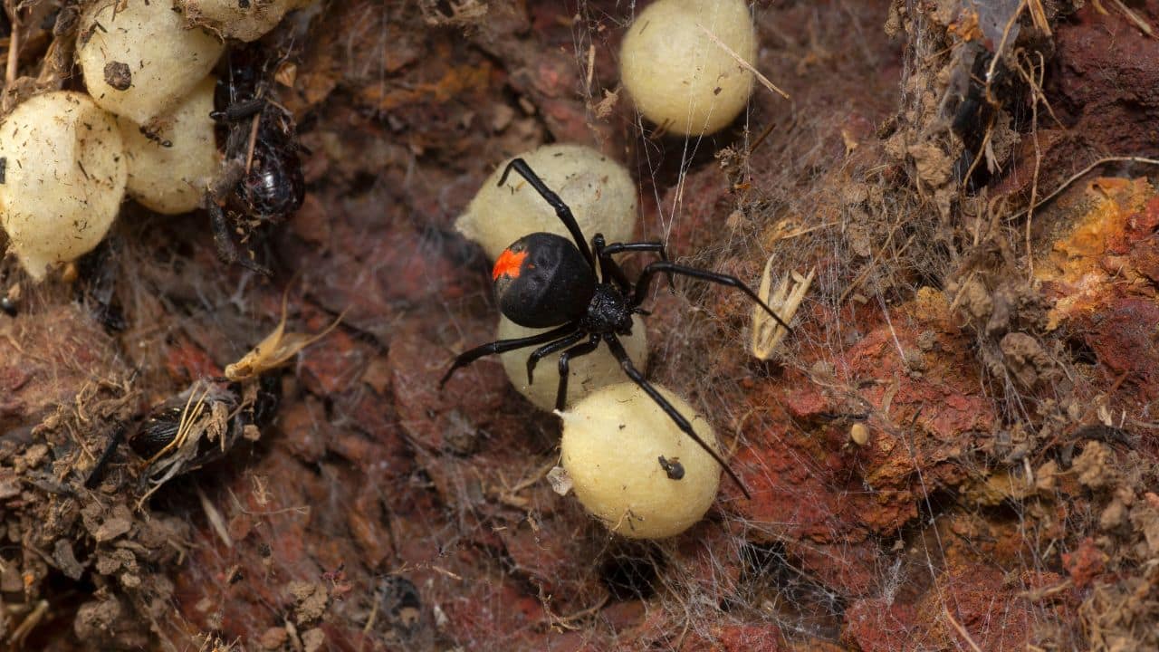 Australian Redback Spider: Males flip into the jaws of the female when mating. It's a willing sacrifice, perhaps enhancing his prospects for fertilizing more eggs. (Image: Canva)