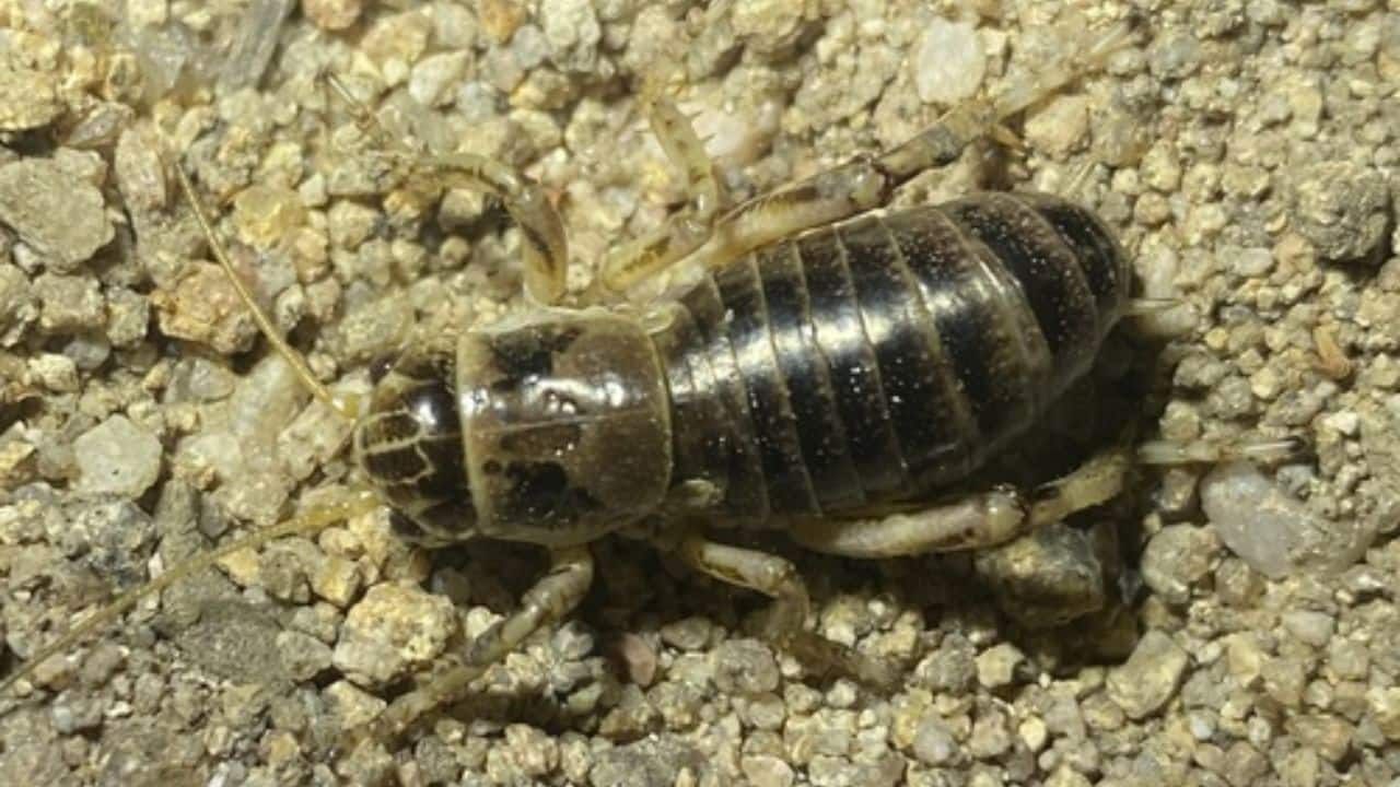 Sagebrush Cricket: During mating, the female consumes the male's wings. This strange snack provides protein, which allows her to lay more eggs. (Image: Canva)