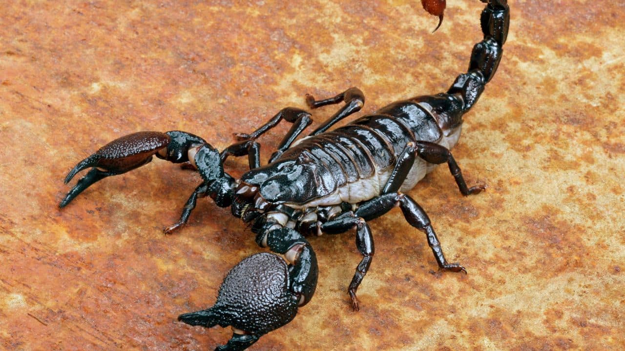  Scorpion: Although rare, some female scorpions eat their mates following copulation—particularly when there is a suitable food shortage. (Image: Canva)