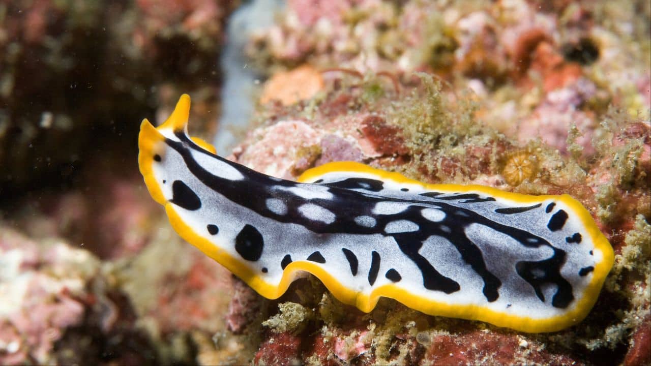 Flatworms: In certain species, both individuals breed while attempting to stab each other with a mating needle. The loser gets the choice of being eaten or left behind. (Image: Canva)