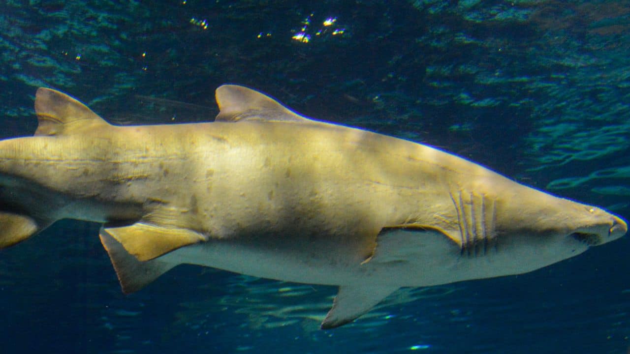  Sand Tiger Shark: Though not cannibalism of a mate, siblings are consumed by embryos while in the womb. It's ruthless from the beginning with sand tiger shark reproduction. (Image: Canva)