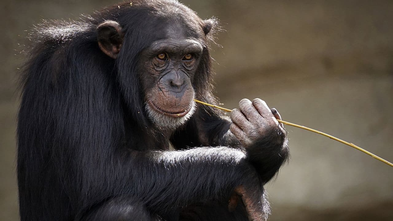 Chimpanzees captured treating each other’s wounds with plants – watch video here