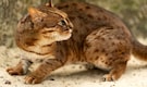 Rusty-Spotted Cat: Meet the World’s Smallest Wild Feline Rusty-Spotted Cat: Meet the World’s Smallest Wild Feline