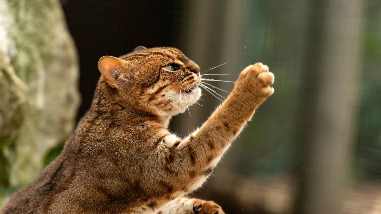 A Pocket-Sized Predator: Only 35–48 cm long, the rusty-spotted cat is smaller than your domestic cat but full of wild instincts. (Image: Canva)