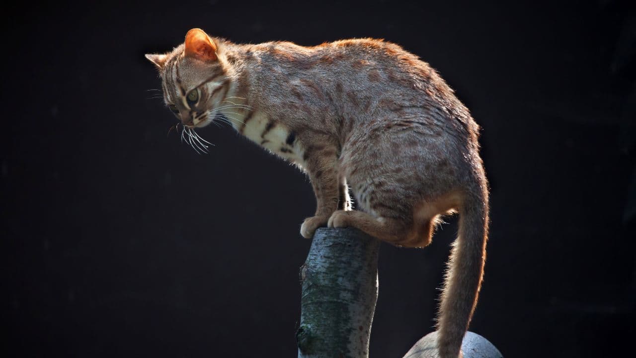 Active at Night: This little predator is a night creature. It goes out under the cover of darkness to hunt small animals such as rodents, frogs, and birds. (Image: Canva)