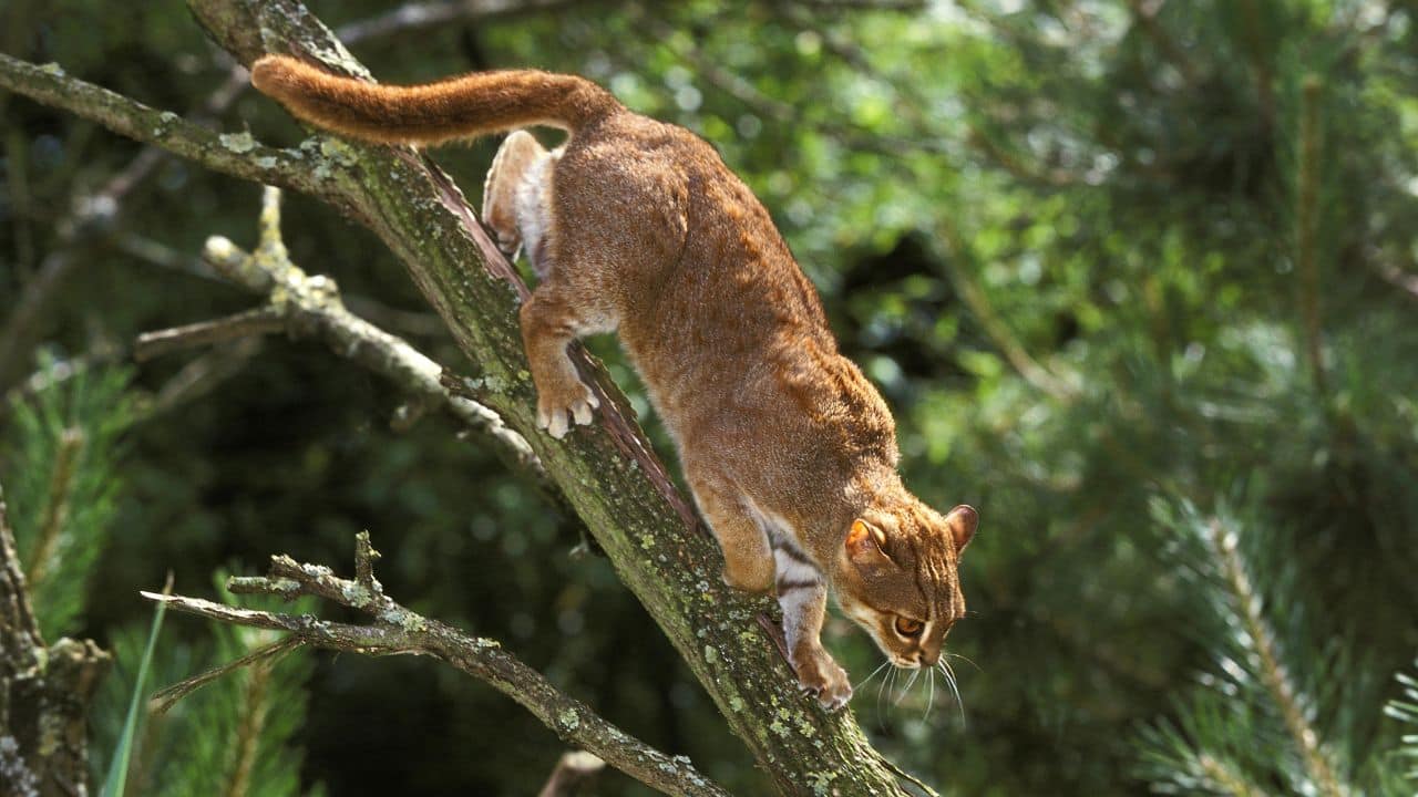 Surprisingly Agile: Don't be fooled by its size! This wild cat can climb trees and jump with remarkable speed and agility. (Image: Canva)