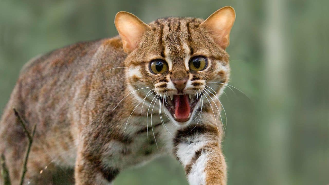 Shy and Lonely Life: The rusty-spotted cat is shy and solitary. It does not like human company and retreats to caves, hollow trees, and thick bushes. (Image: Canva)