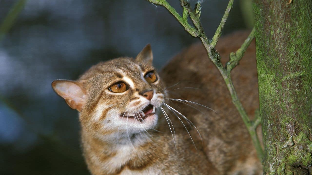 Confronting Increasing Threats: Habit destruction and deforestation pose threats to its survival. It is classified as &quot;Near Threatened&quot; in the IUCN Red List. (Image: Canva)