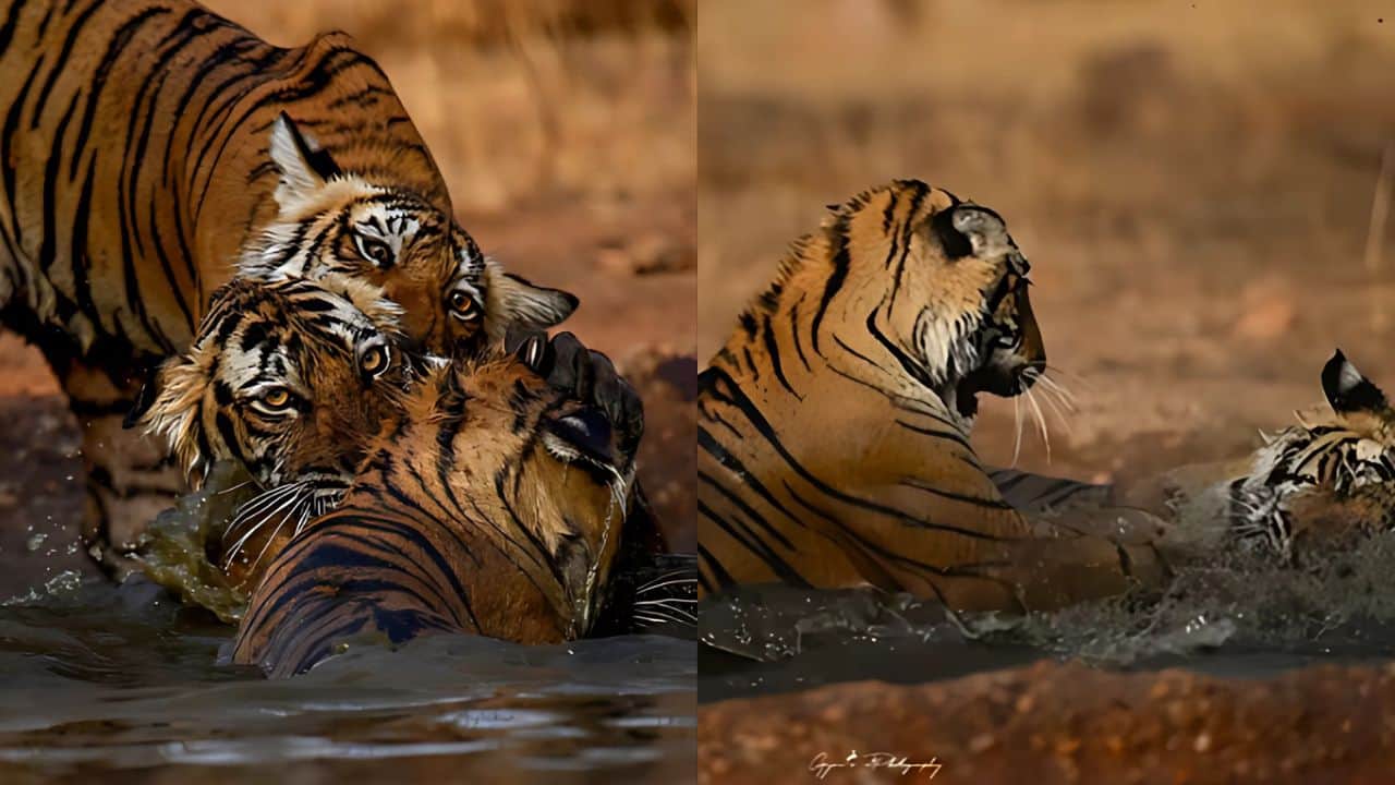 Ranthambore’s tigress Riddhi enjoys ‘pool party day’ with her cubs, video goes viral